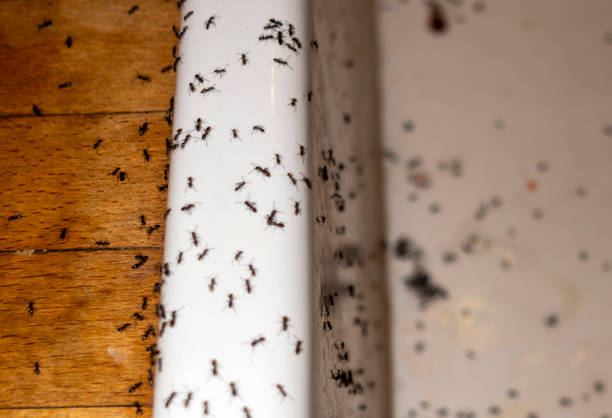 Best Pest Prevention Services  in Kimball, TN